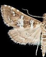 Samea druchachalis